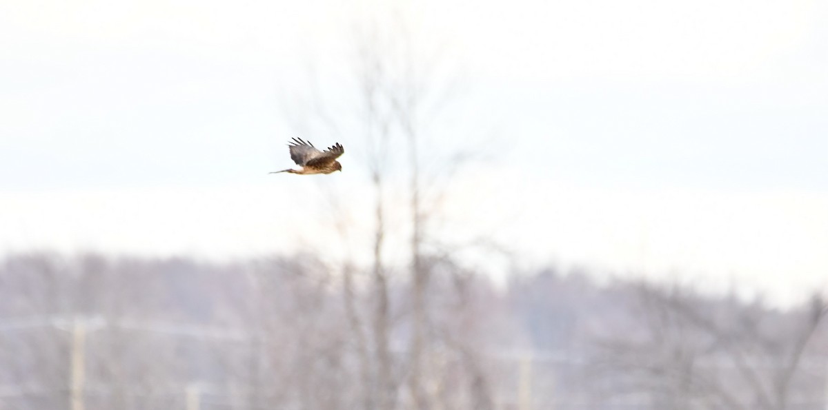 Amerika Delicesi - ML645989873