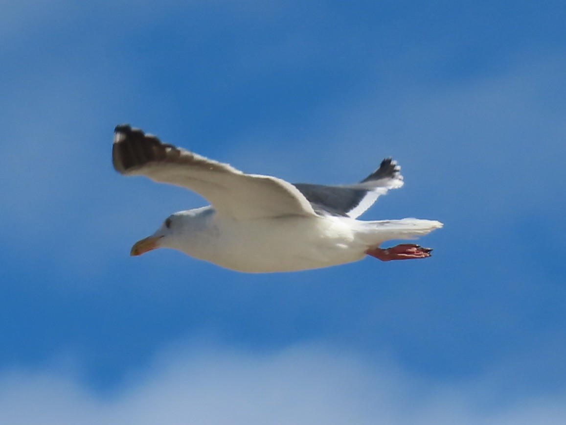 Western Gull - ML645989875