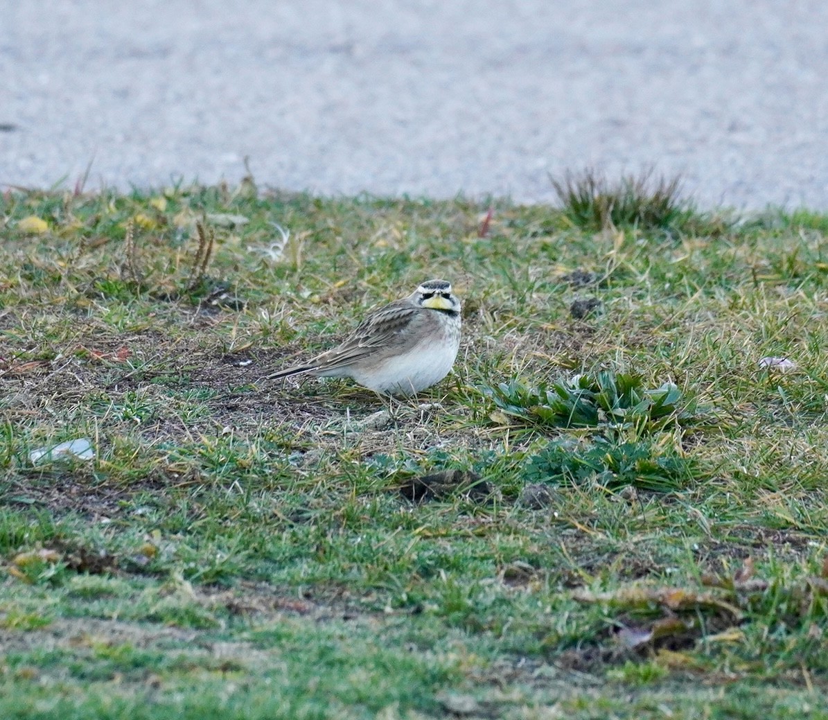 Horned Lark - ML645989876