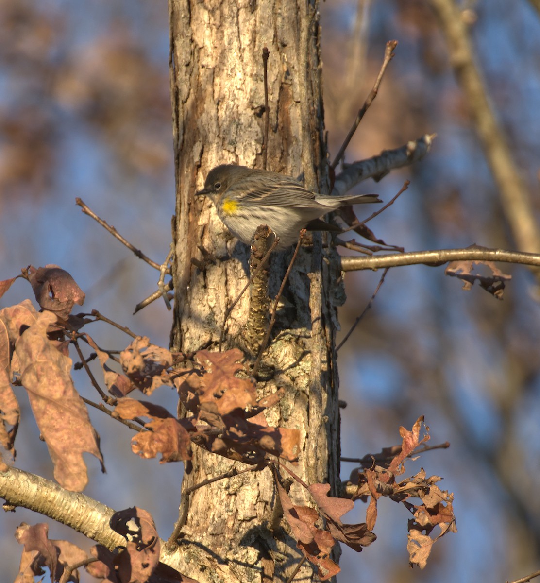 Yellow-rumped Warbler - ML645989880