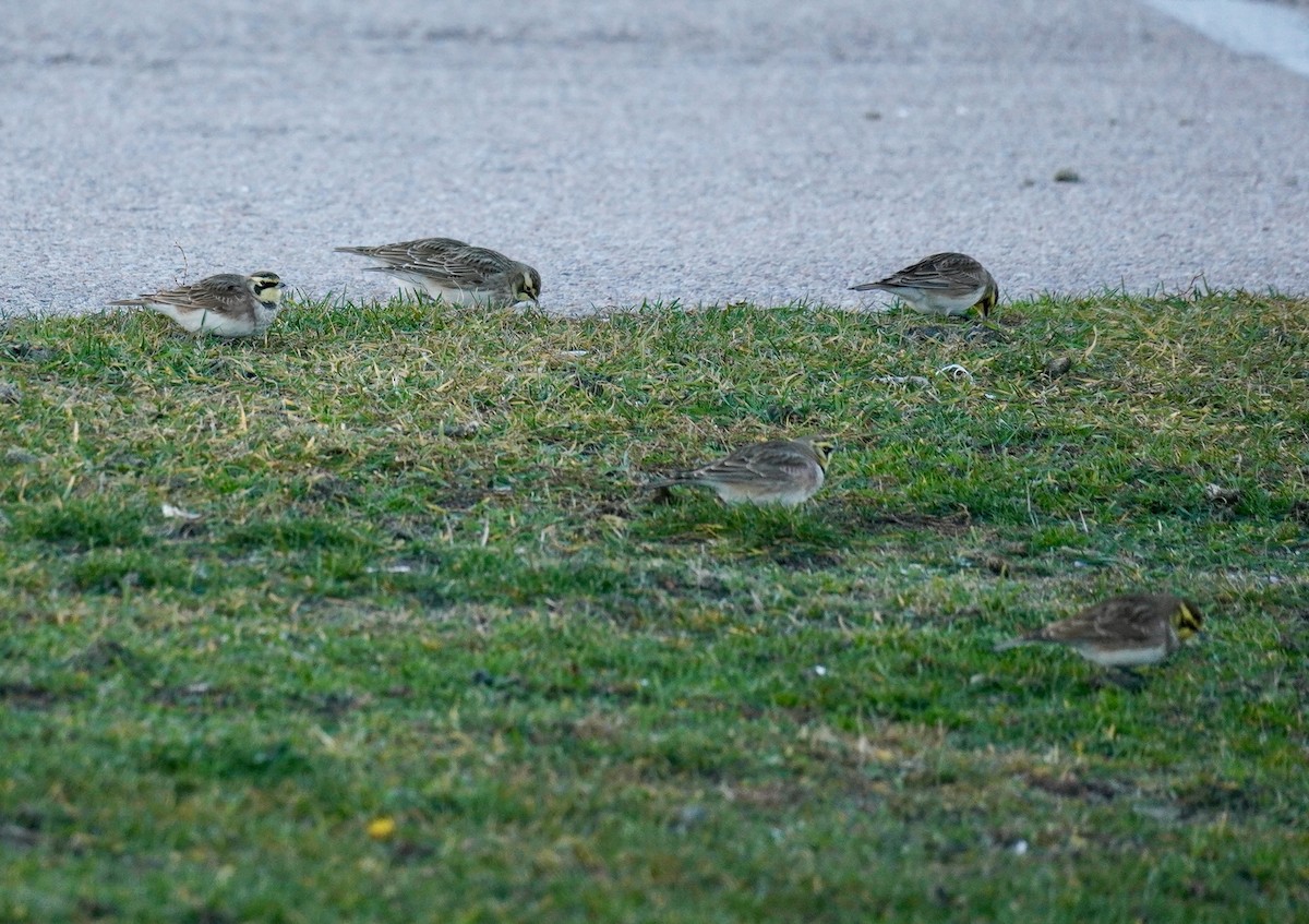 Horned Lark - ML645989881