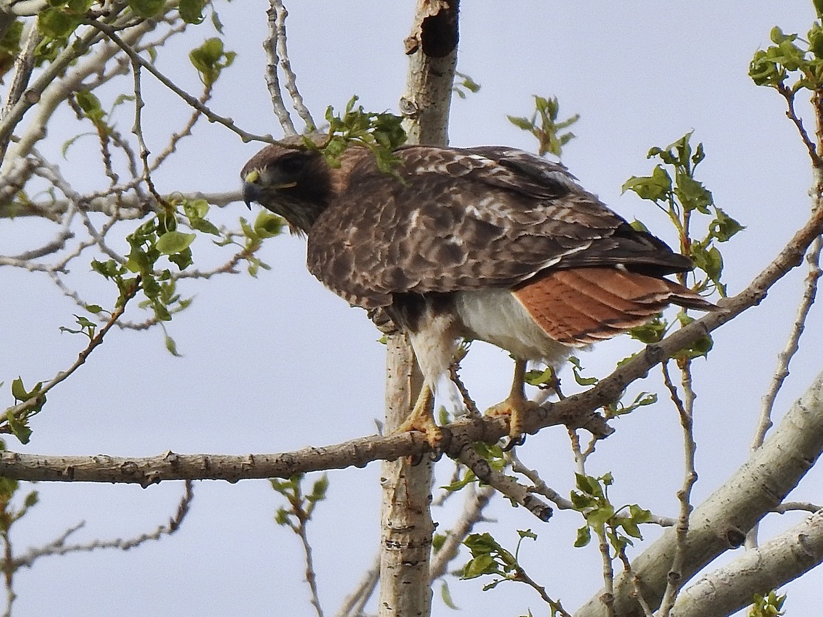 Red-tailed Hawk - ML645989882
