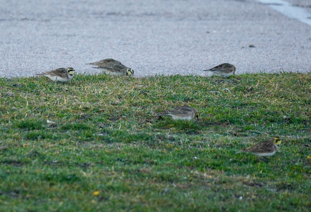 Horned Lark - ML645989884