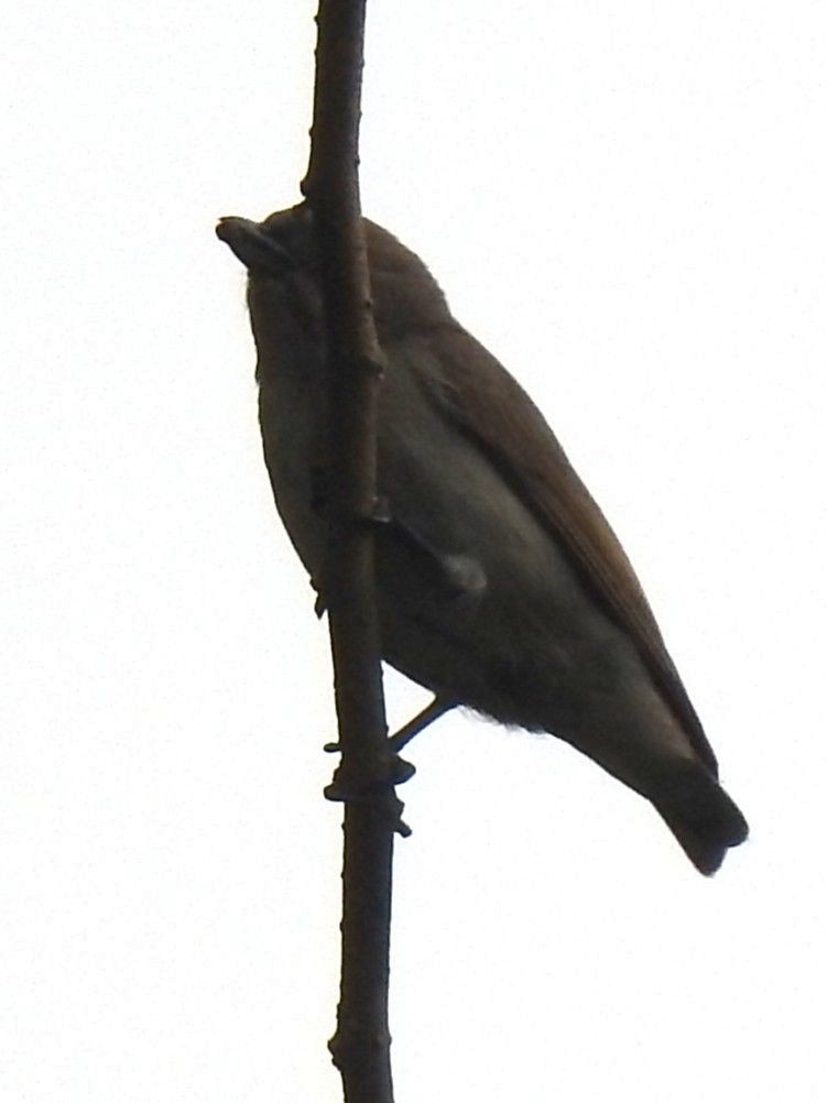 Dicée à bec épais - ML645989885