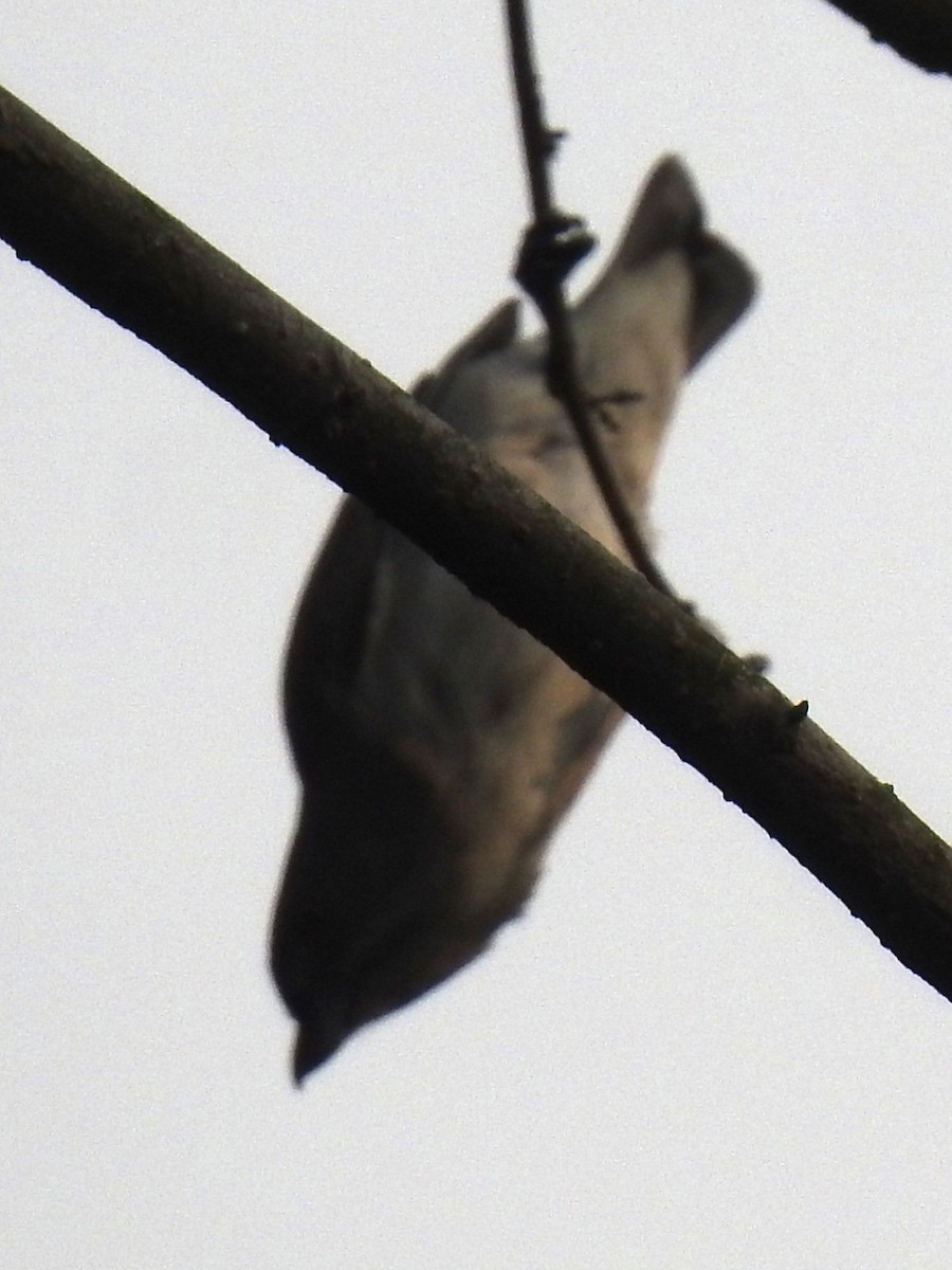 Dicée à bec épais - ML645989886