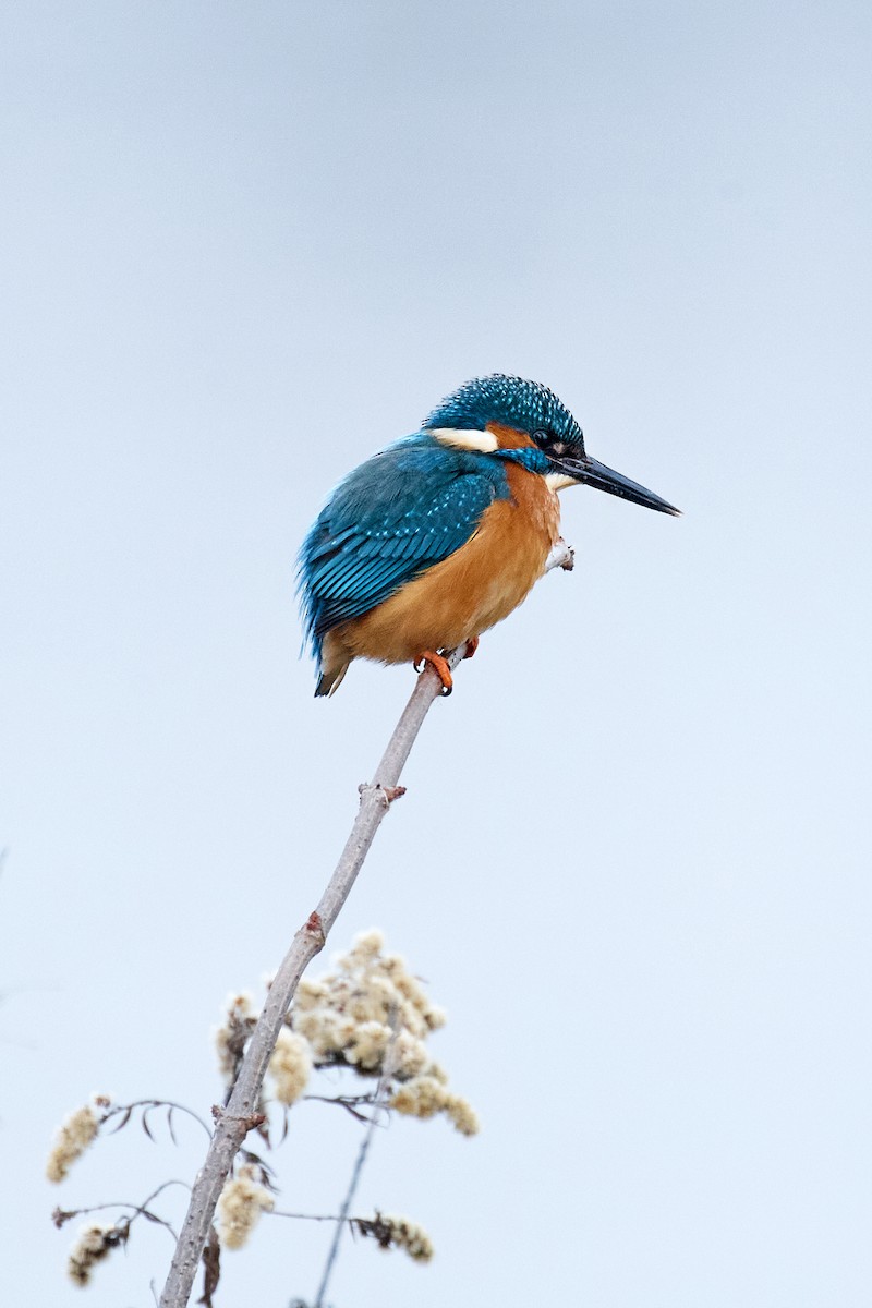 翠鳥 - ML645989890