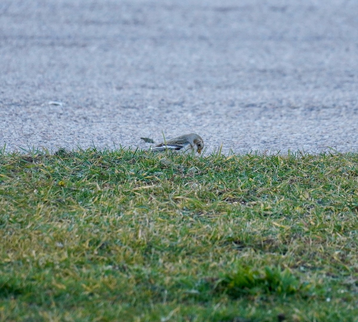 Snow Bunting - ML645989895