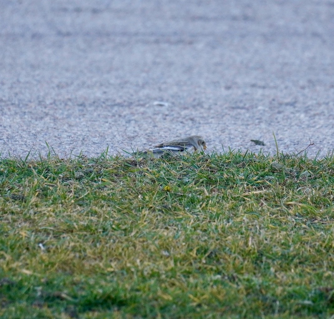 Snow Bunting - ML645989896