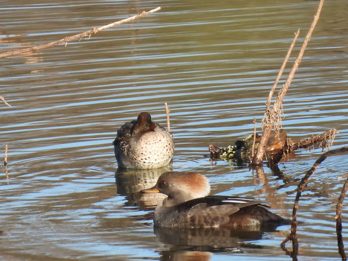 Hooded Merganser - ML645989898