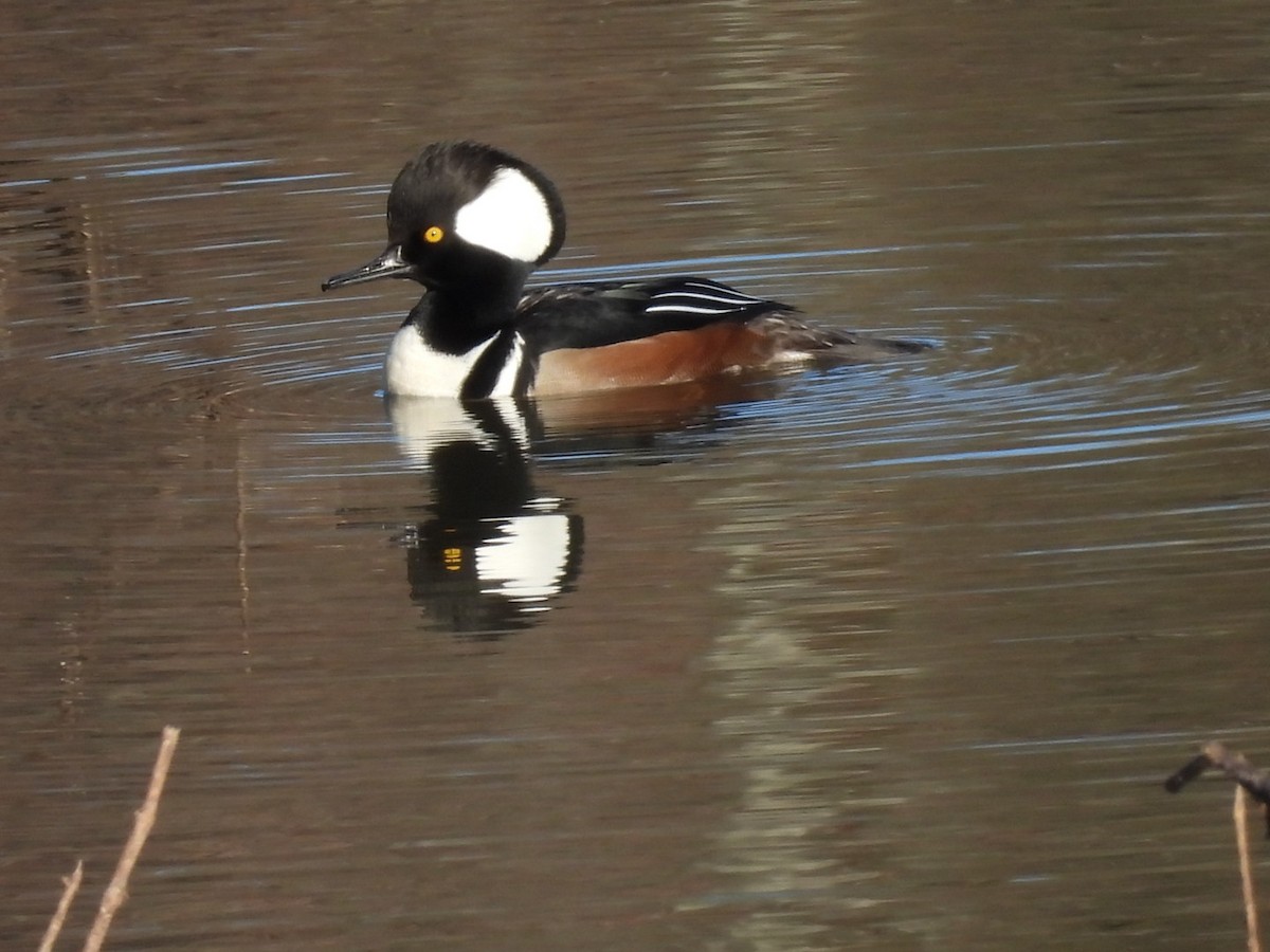 Hooded Merganser - ML645989899