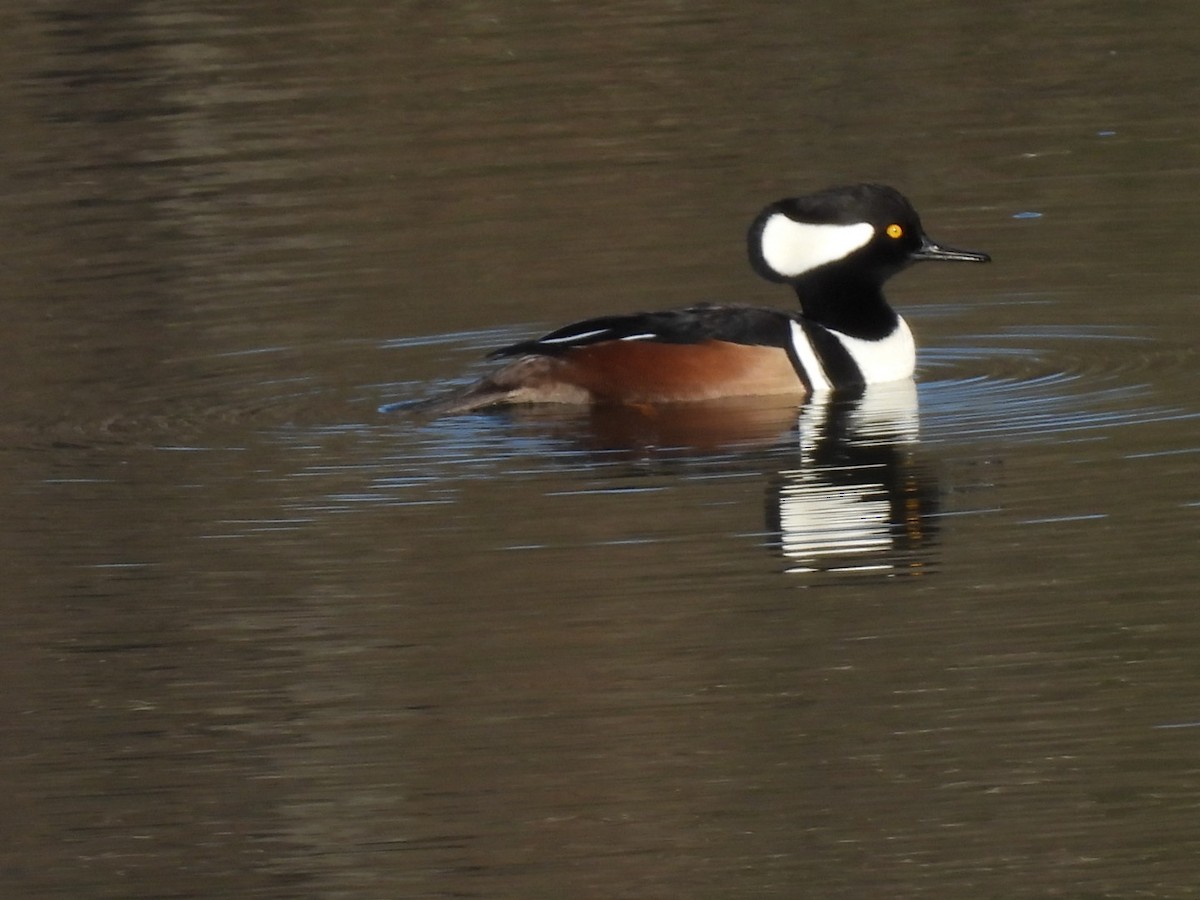 Hooded Merganser - ML645989900