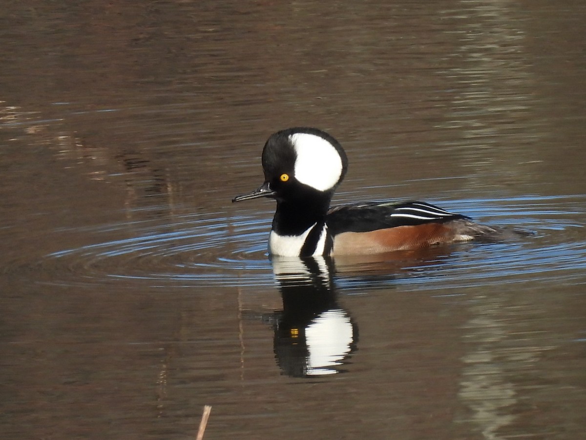 Hooded Merganser - ML645989901