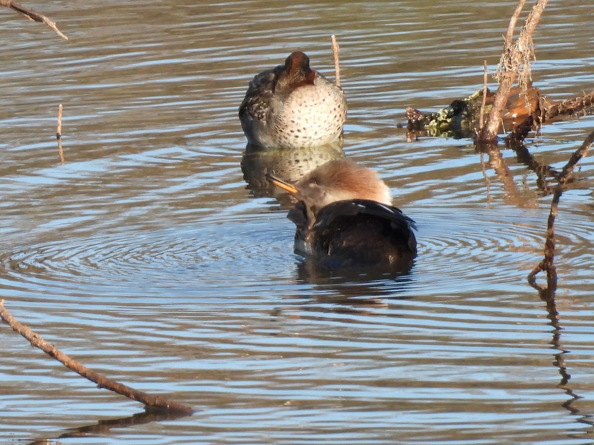 Hooded Merganser - ML645989902