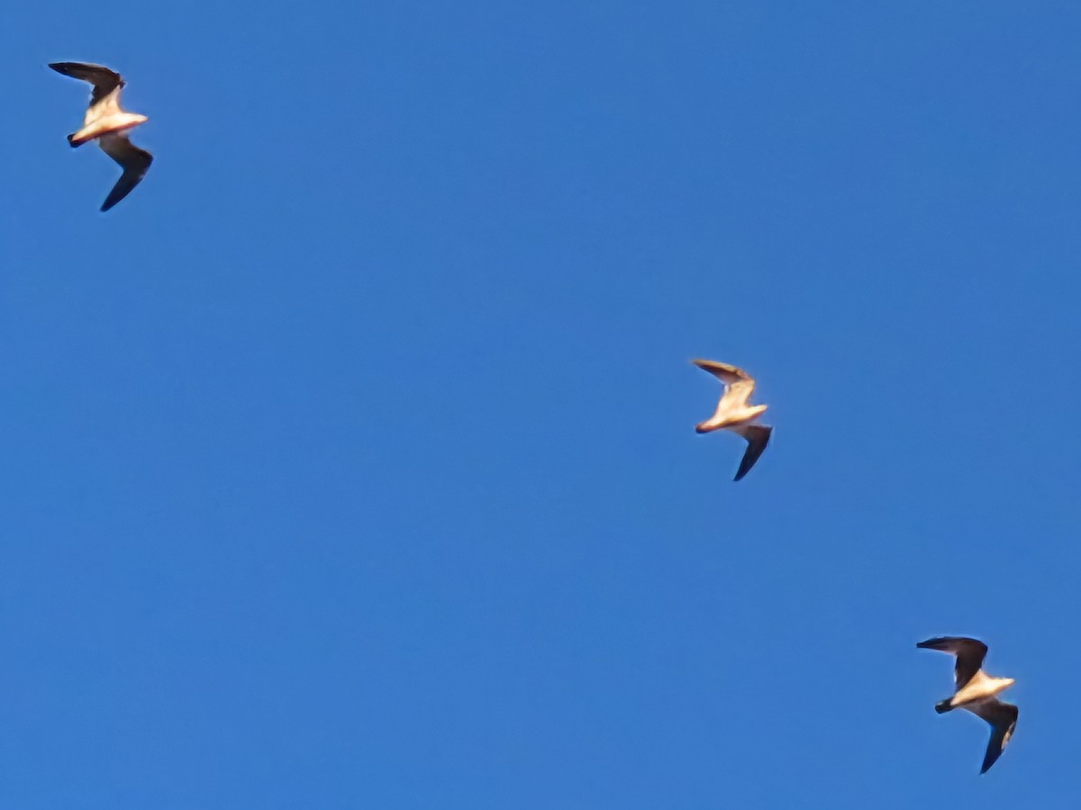 Western Gull - ML645989906