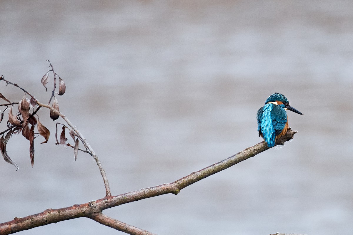 翠鳥 - ML645989907