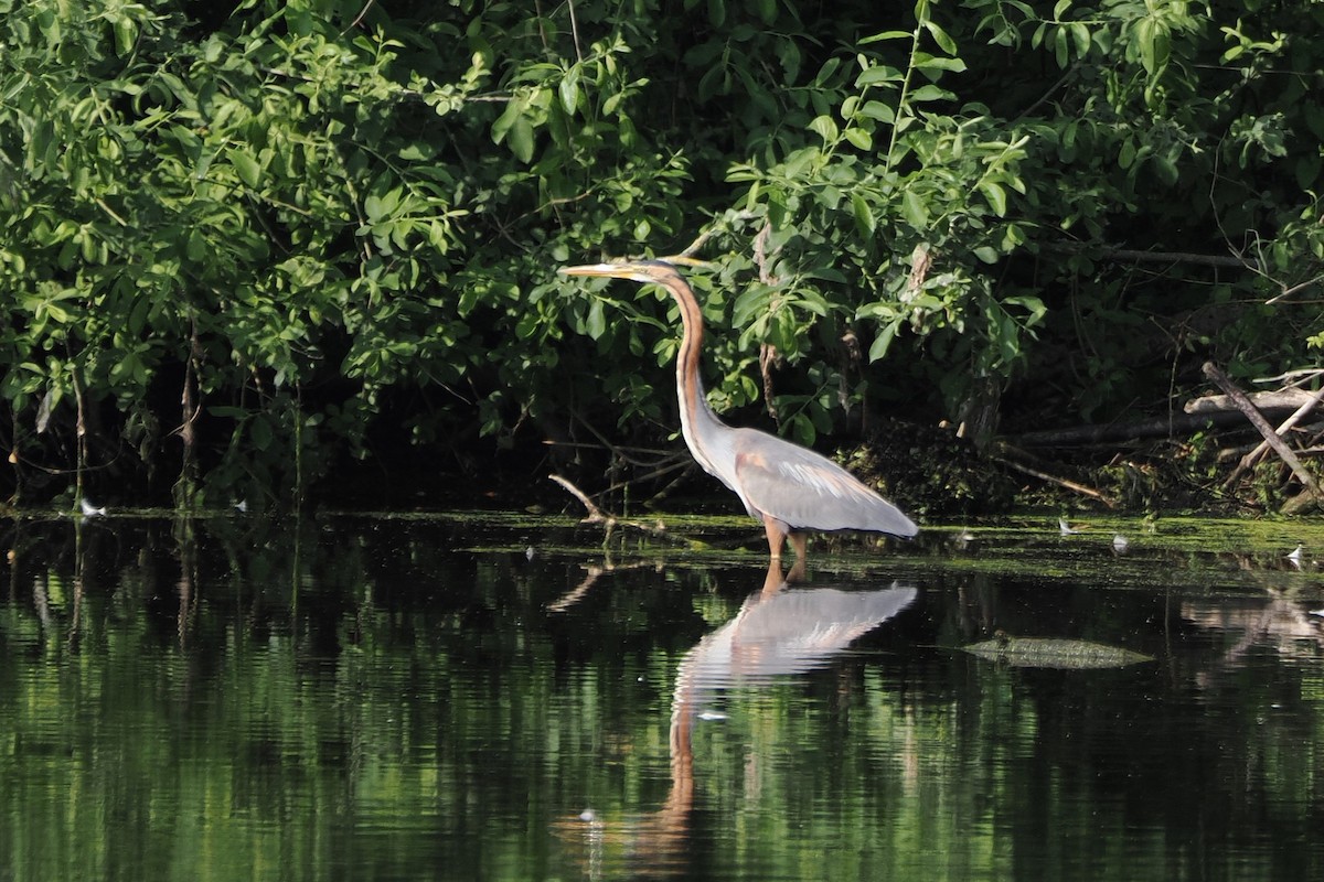 Purple Heron - ML645989908