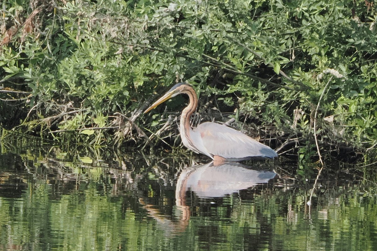 Purple Heron - ML645989909