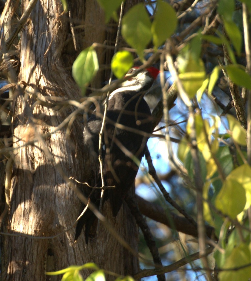 Pileated Woodpecker - ML645989911