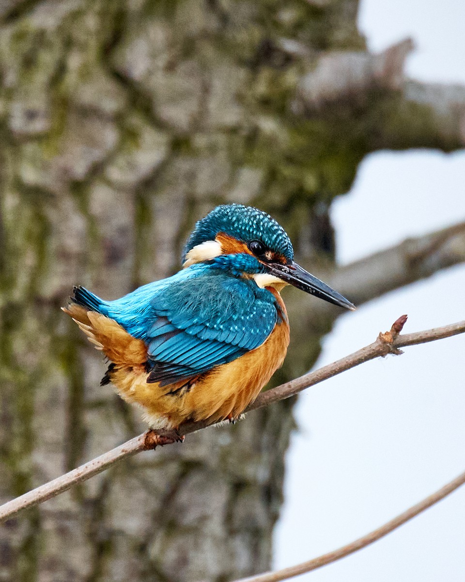 翠鳥 - ML645989912