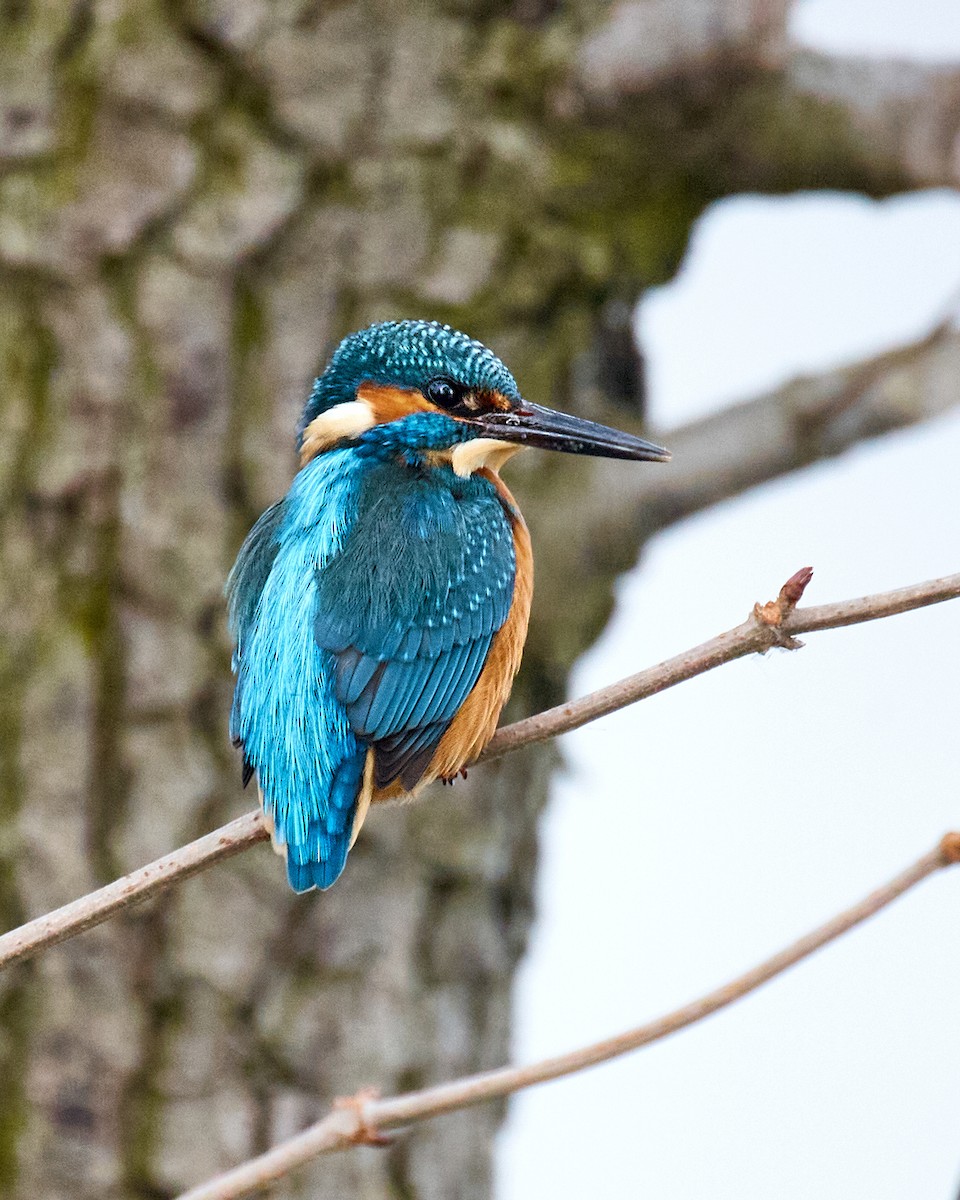 翠鳥 - ML645989913