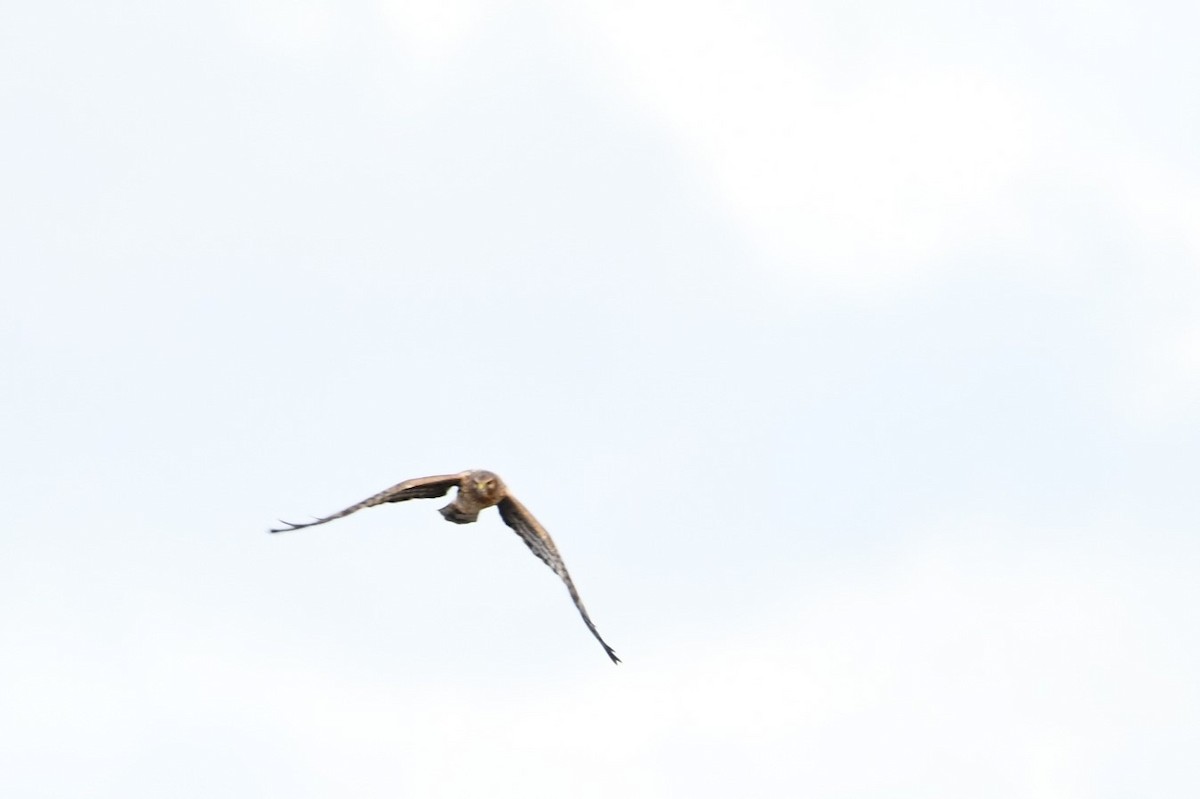 Amerika Delicesi - ML645989914