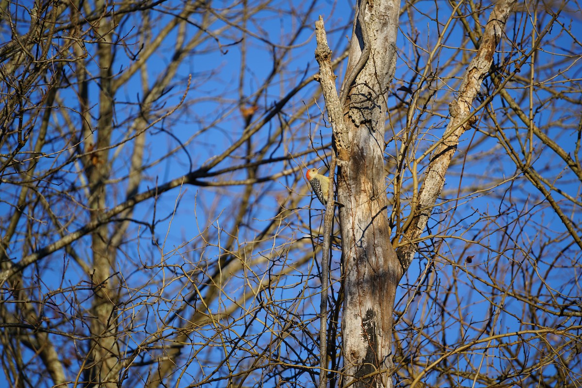 Red-bellied Woodpecker - ML645989919