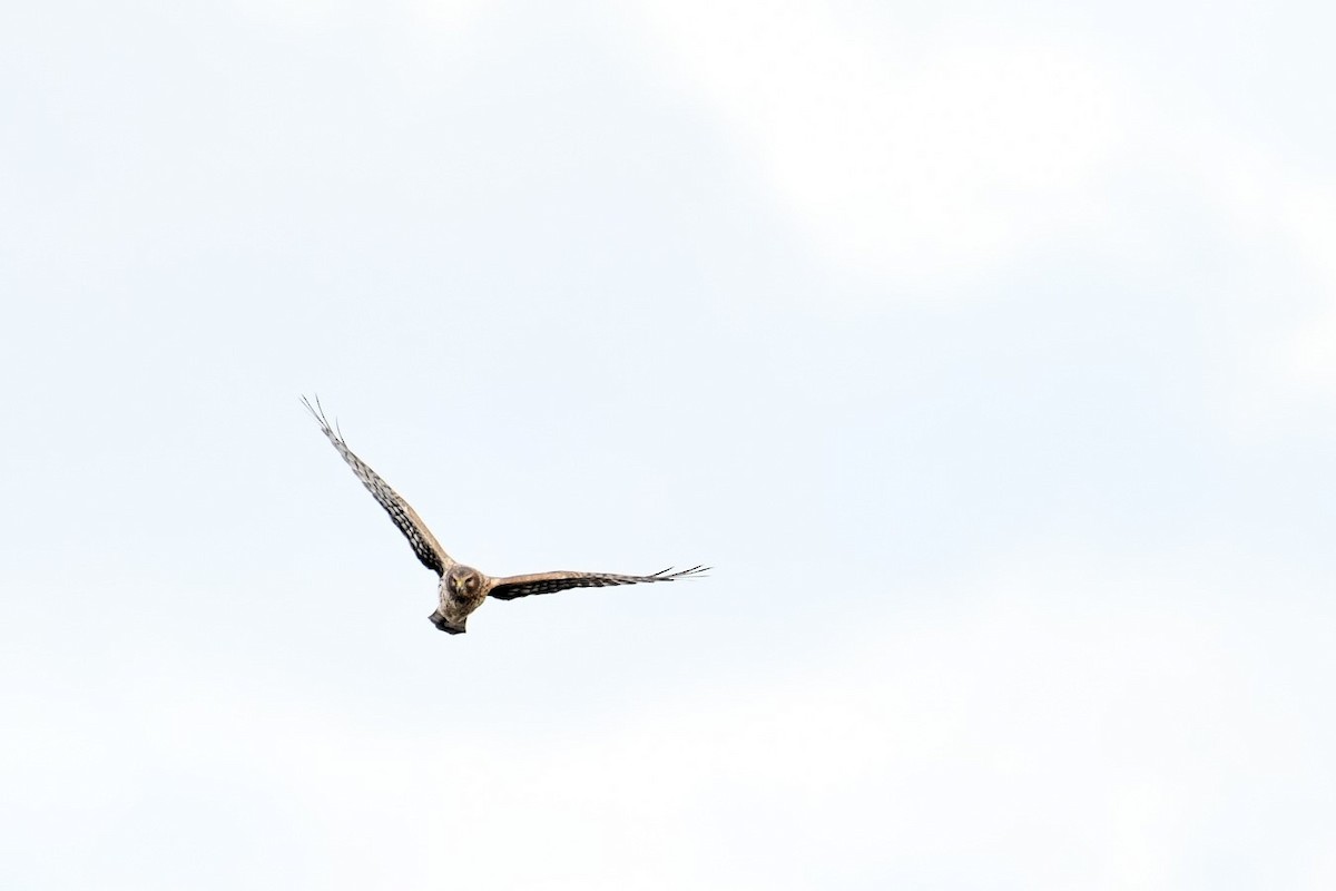 Amerika Delicesi - ML645989921