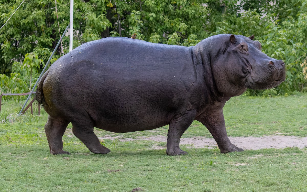 Animals - ML645989922