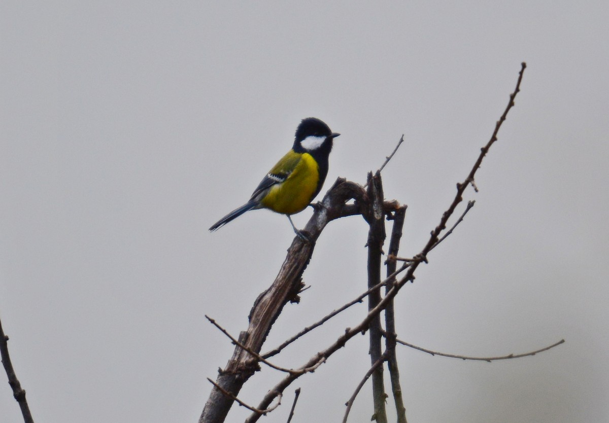 Green-backed Tit - ML645989925