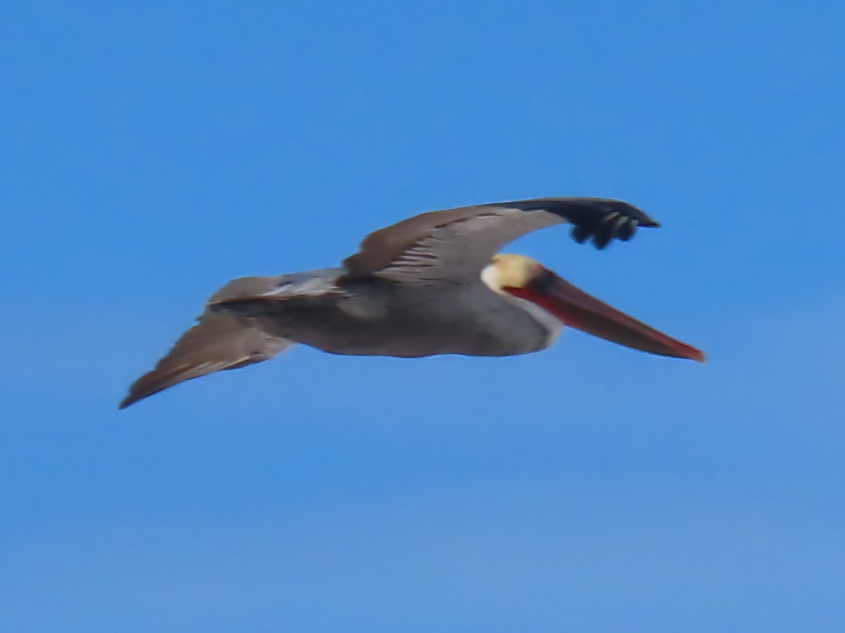 American White Pelican - ML645989926