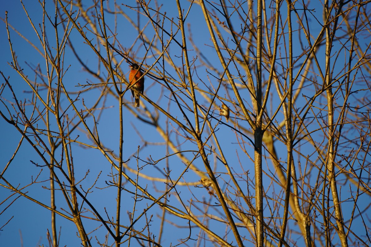 American Robin - ML645989928
