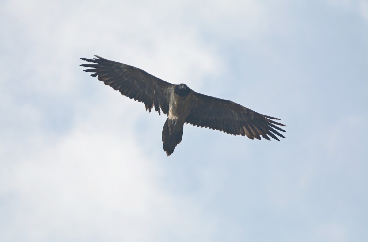 orlosup bradatý - ML645989931