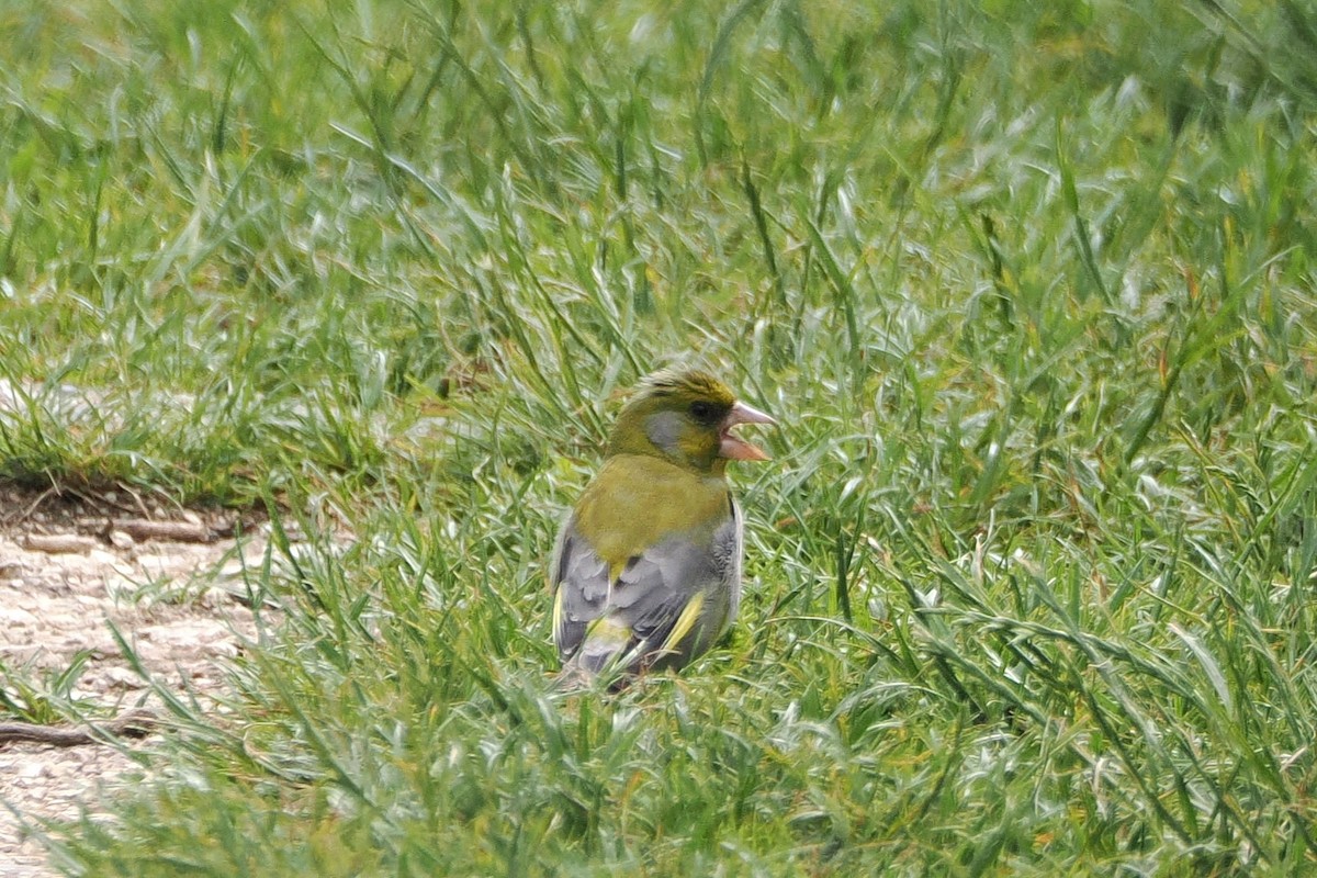 European Greenfinch - ML645989932