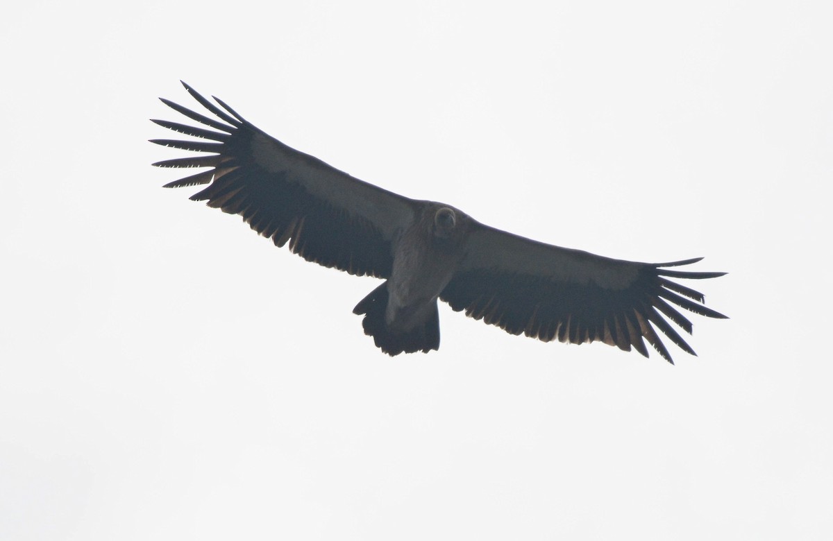 Schneegeier - ML645989933