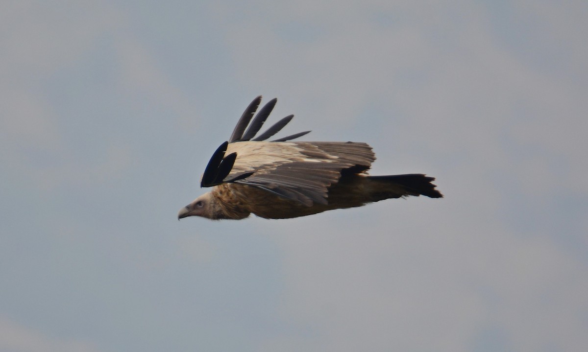 Schneegeier - ML645989934