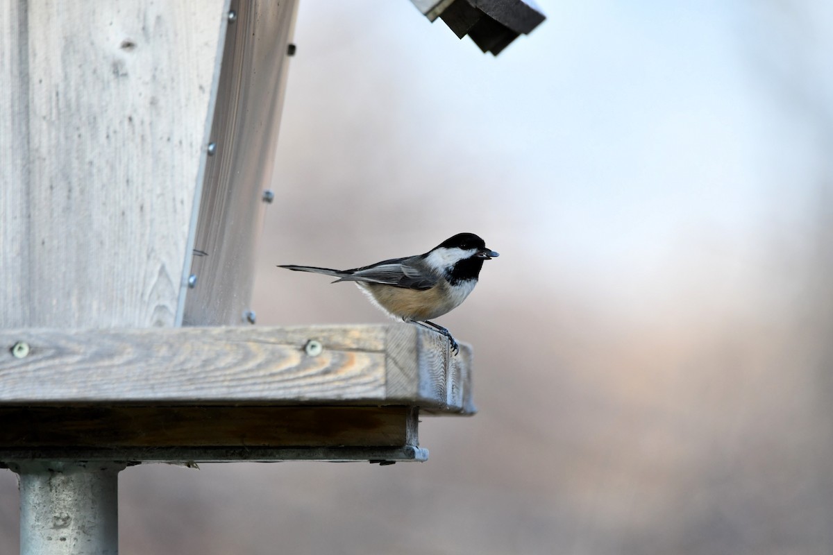 Black-capped Chickadee - ML645989935