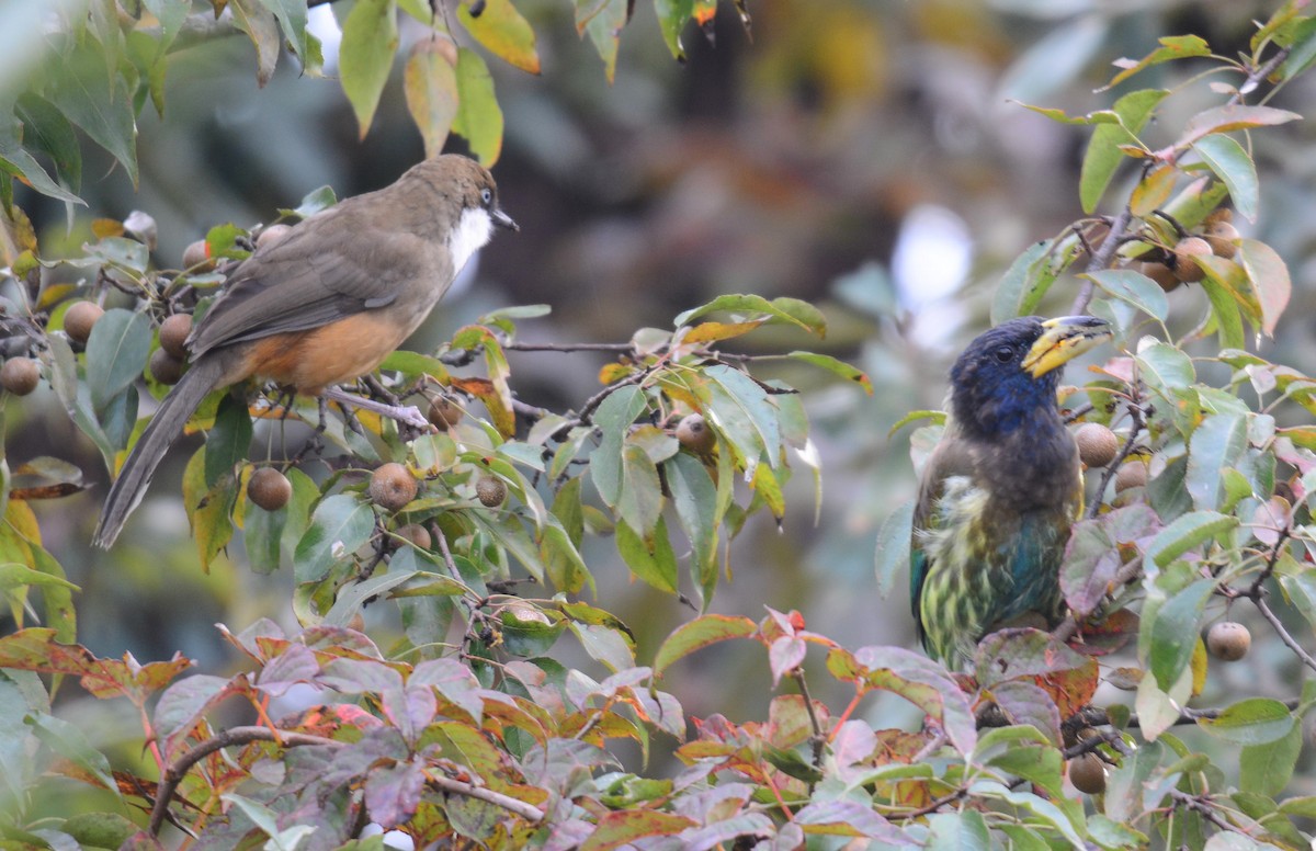 Great Barbet - ML645989936