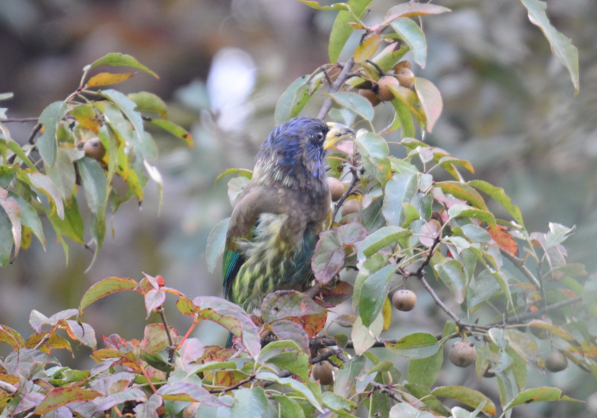 Great Barbet - ML645989937
