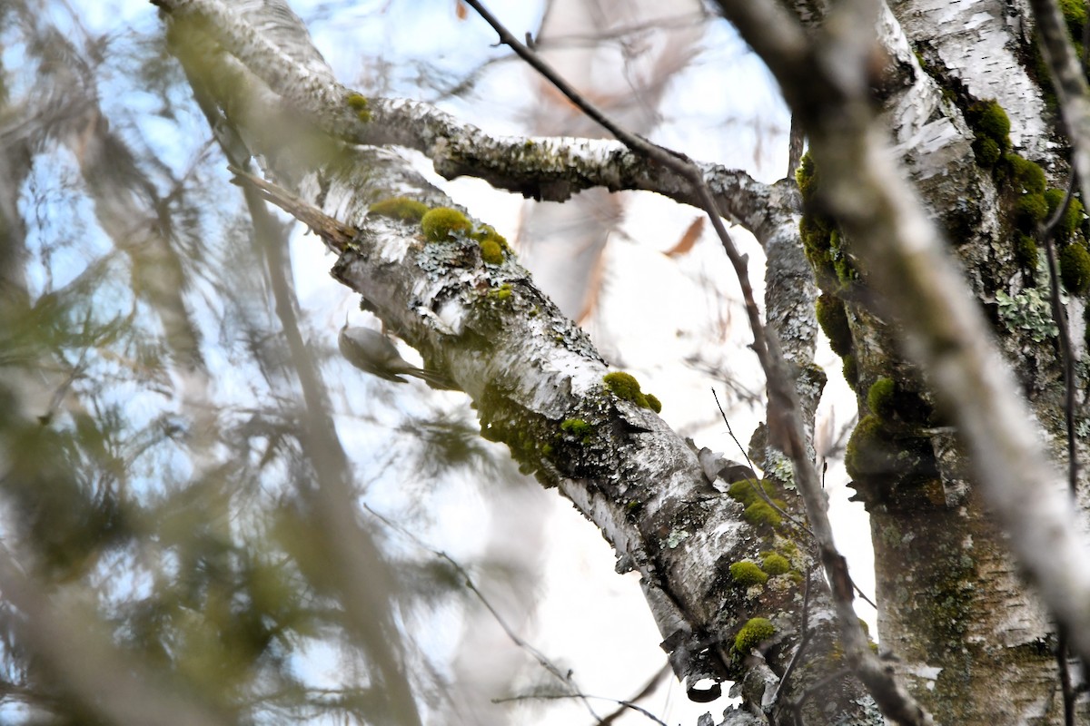 Brown Creeper - ML645989938