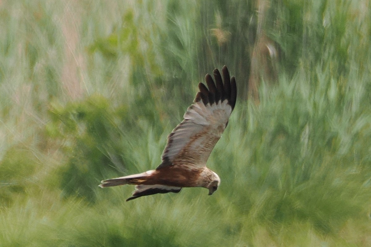 Western Marsh Harrier - ML645989939