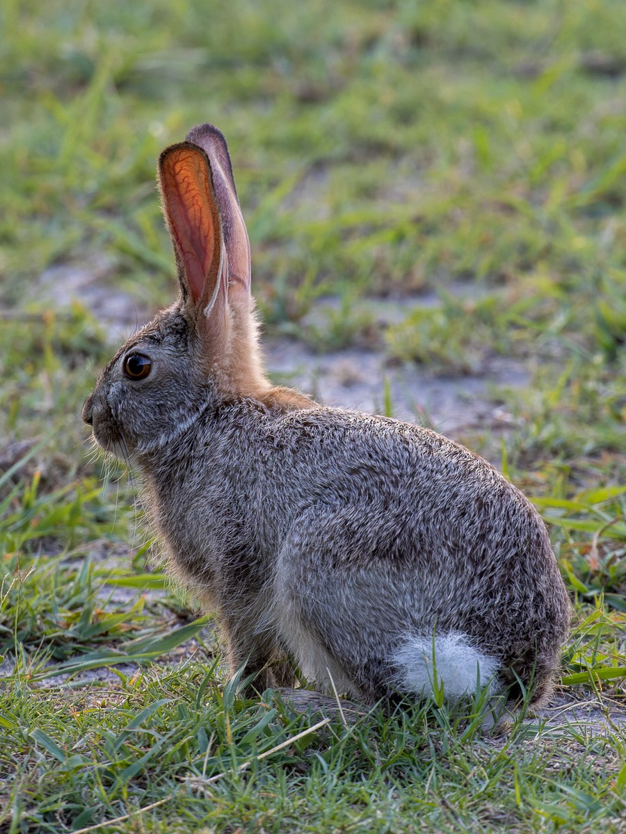 Scrub Hare - ML645989940