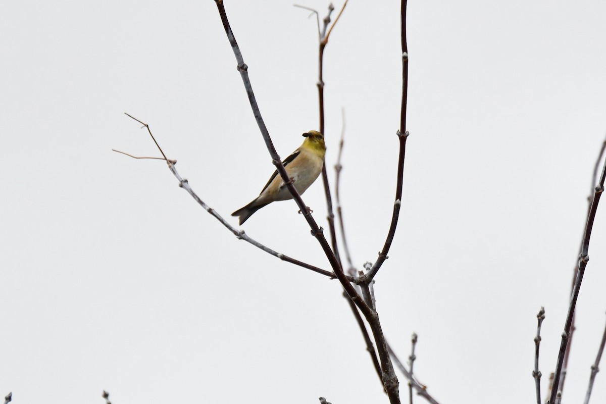 American Goldfinch - ML645989941