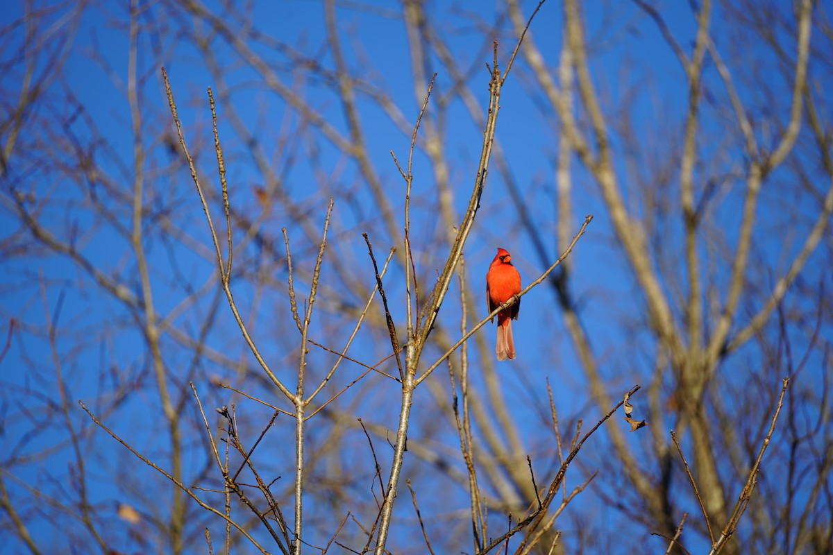 ショウジョウコウカンチョウ - ML645989943