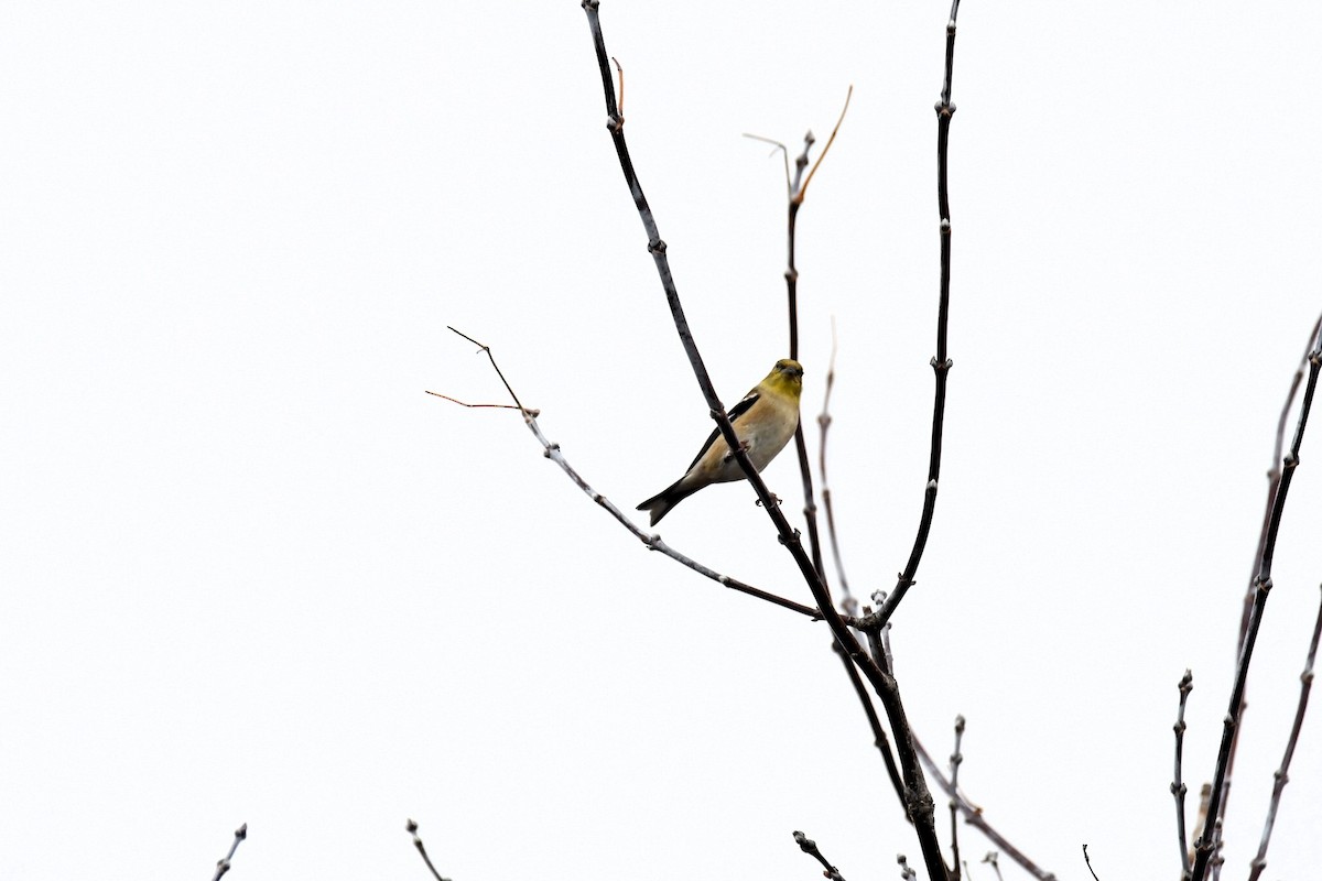 American Goldfinch - ML645989944
