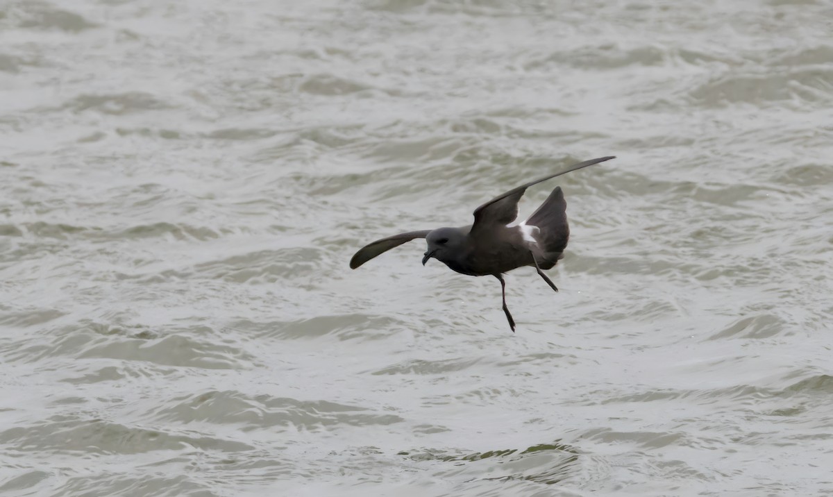 Leach's Storm-Petrel - ML645989945