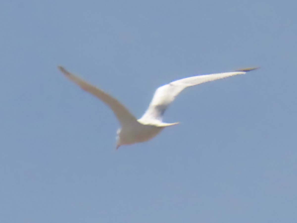 Heermann's Gull - ML645989948