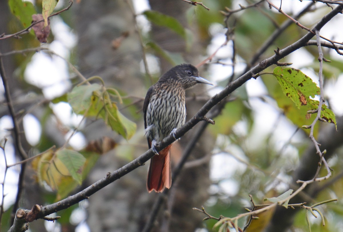 Maroon Oriole - ML645989949