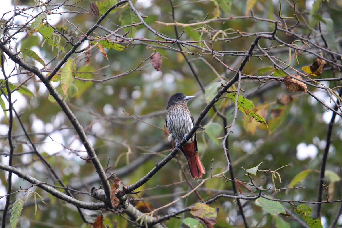 Maroon Oriole - ML645989950
