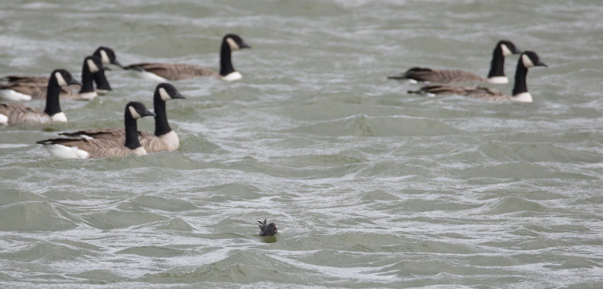 Leach's Storm-Petrel - ML645989967