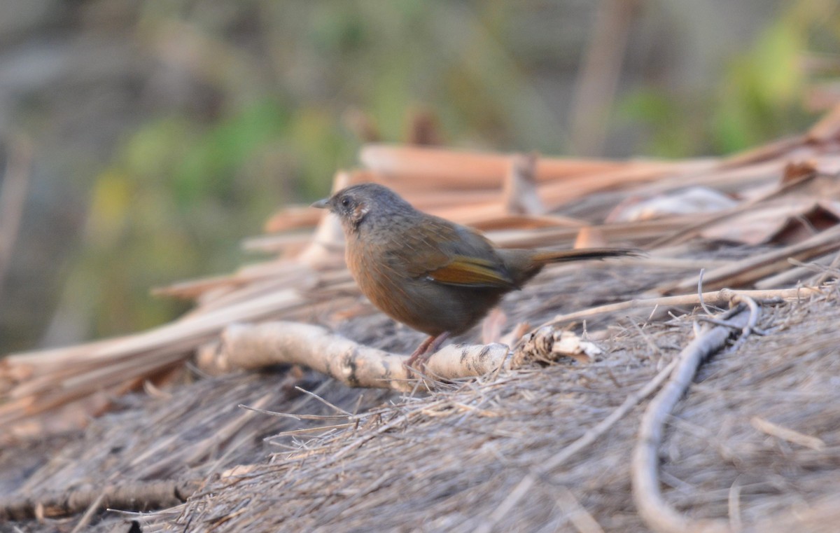 brunørelattertrost - ML645989969